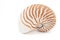 Tropical seashell in white background