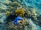 Tropical seashore underwater landscape. Coral reef and blue starfish.