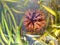 Tropical seashore underwater landscape with corals, seaweed and starfish or sea ??snake star