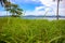 Tropical seaside with blue sea water and green grass. Abandoned island idyllic seaside. Palm beach view