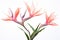 Tropical Serenity: Isolated Pink Bird of Paradise Flowers against a White Background - Exotic Floral Delight