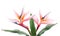 Tropical Serenity: Isolated Pink Bird of Paradise Flowers against a White Background - Exotic Floral Delight