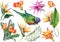 Tropical set with a parrot bird, exotic strelitzia and bromeliad flowers.