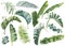 Tropical set of plants on a white background. Watercolor hand painted, summer clipart, palm leaves