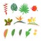 Tropical set. Set vector images leaves, flowers. Stylization Caribbean gardening
