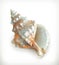 Tropical shell icon