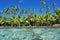 Tropical shore with coconut trees French Polynesia
