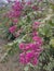 Tropical shrub with bright pink flowers. Red bougainville flowers blooming in the garden with blue sky background.