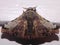 a tropical silk moth (family Bombycidae) indeterminate