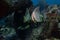 Tropical silver fish Longfin Batfish Platax teira in the blue water