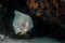Tropical silver fish Longfin Batfish Platax teira under a reef rock in Seychelles