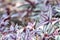 Tropical silver inch foliage plant  tradescantia zebrinahort  in garden background