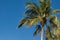 Tropical single palm tree close up against a blue sunny sky