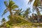 Tropical sloping palm tree blue sky Playa del Carmen Mexico