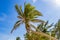 Tropical sloping palm tree blue sky Playa del Carmen Mexico