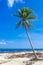 Tropical sloping palm tree blue sky Playa del Carmen Mexico