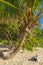 Tropical sloping palm tree blue sky Playa del Carmen Mexico