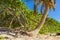 Tropical sloping palm tree blue sky Playa del Carmen Mexico