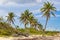 Tropical sloping palm trees blue sky Playa del Carmen Mexico