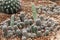 Tropical small cactus in botanic garden background