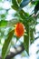 Tropical small ripe orange citrus fruits kumquats on tree, close