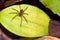 Tropical Spider, Corcovado National Park, Costa Rica