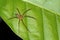 Tropical Spider, Corcovado National Park, Costa Rica