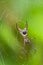 Tropical Spider, Marino Ballena National Park, Costa Rica