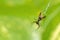 Tropical Spider, Marino Ballena National Park, Costa Rica