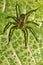 Tropical Spider, Napo River Basin, Amazonia, Ecuador