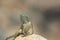Tropical spiny agama on rock with judgemental look