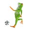 Tropical sport frog