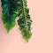 Tropical spring leaves against pink background