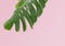 Tropical spring leaves, plant in pink pastel background