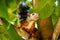 A tropical squirrel sits on an almond tree