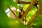 A tropical squirrel sits on an almond tree