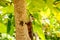 A tropical squirrel sits on an almond tree