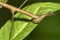 Tropical Stick Insect, Rainforest, Napo River Basin, Amazonia