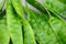 Tropical stinking edible beans on white background