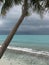 Tropical storm and palm tree