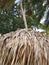 TROPICAL STRAW ROOF in Caribbean garden. Close up of reed umbrella under Caribbean palm tree in French West Indies