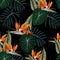 Tropical strelitzia flowers, dark green leaves, black background. Seamless pattern. Jungle foliage illustration.