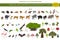 Tropical and subtropical dry broadleaf forest biome, natural region infographic. Seasonal forests. Animals, birds and vegetations