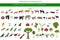 Tropical and subtropical rainforest biome, natural region infographic. Amazonian, African, asian, australian rainforests. Animals