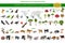 Tropical and subtropical rainforest biome, natural region infographic. Amazonian, African, asian, australian rainforests. Animals