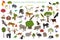 Tropical and subtropical rainforest biome, natural region infographic. Amazonian, African, asian, australian rainforests. Animals