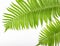 Tropical summer background. Fern branches isolated on white background. Flat lay. Top view.