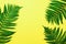 Tropical summer background. Fern leaves on yellow background. Top view. Copy space. Flat lay, from above. Banner