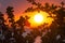 Tropical summer branches and leaves backlit at sunset