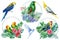 Tropical summer composition with birds, palm leaves and exotic flowers. watercolor parrots on isolated white background